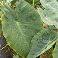Colocasia Esculenta 'Jack Giant'