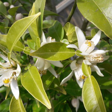 Citronnier Yuzu (Citrus) Junos John Lemon