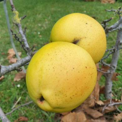 Chaenomeles Cathayensis