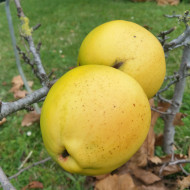 Chaenomeles Cathayensis