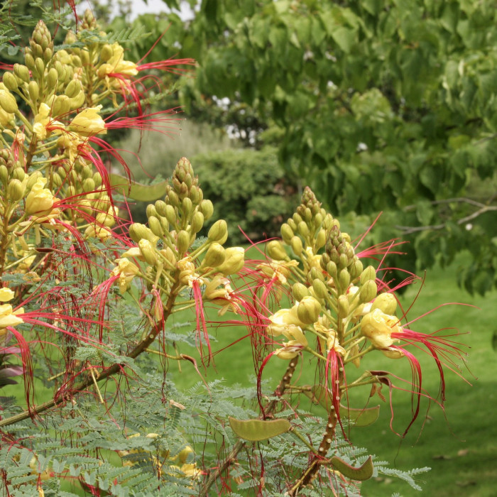 Caesalpina gilliesii