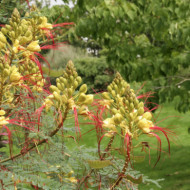 Caesalpina gilliesii