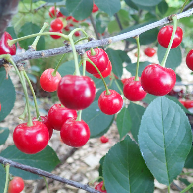 Cerisier nain (Prunus) 'Carmine Jewel'