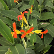 Canna edulis