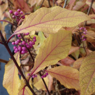 Callicarpa Bodinieri Var Giraldii