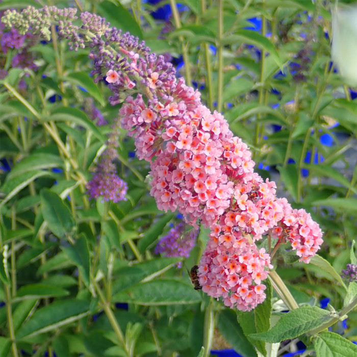 Buddleja x weyeriana 'Flower Power'