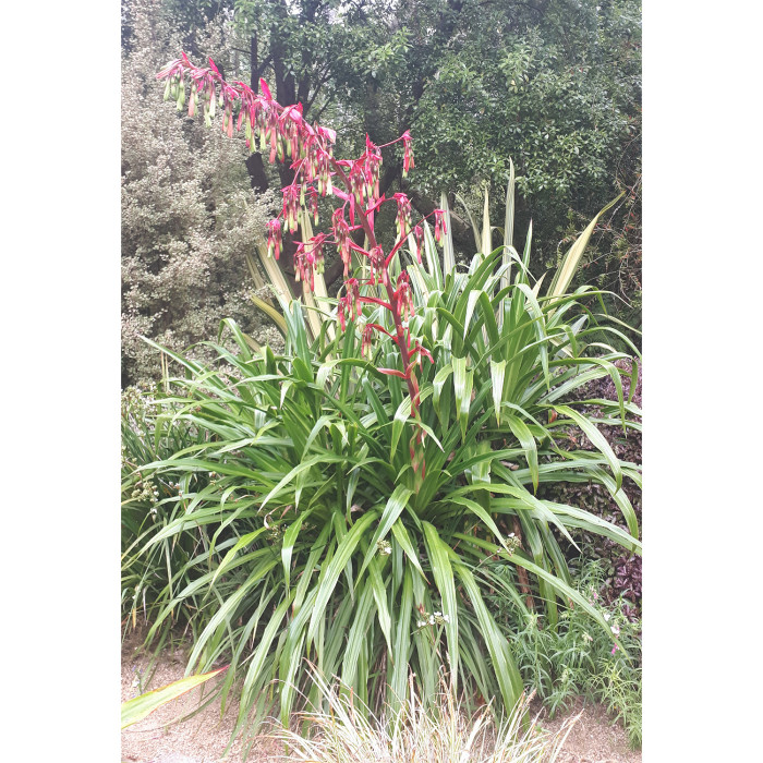 Beschorneria yuccoides