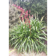 Beschorneria yuccoides