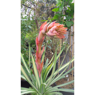 Beschorneria yuccoides 'Besys' FLAMINGO GLOW