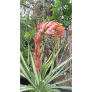 Beschorneria yuccoides 'Besys' FLAMINGO GLOW