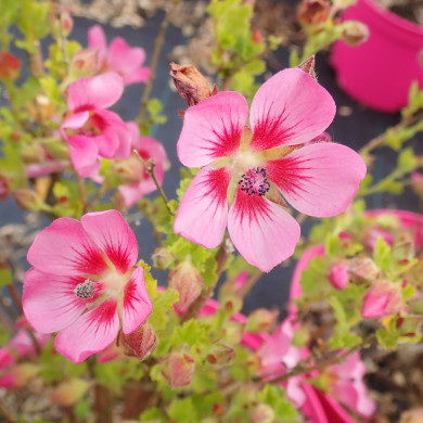 Anisodontea Capensis Lady In Pink