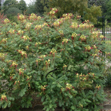 Caesalpina gilliesii