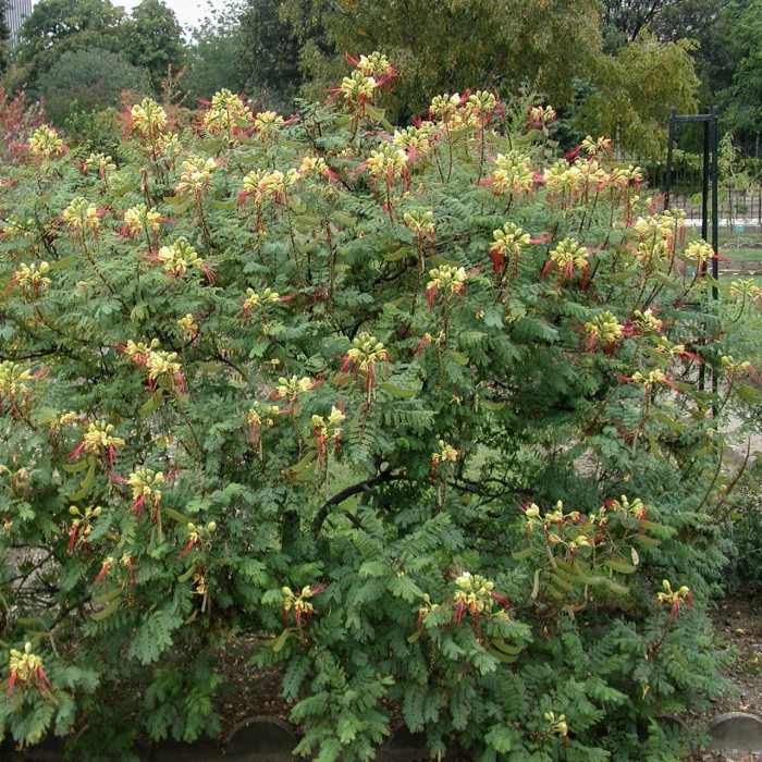Caesalpina gilliesii