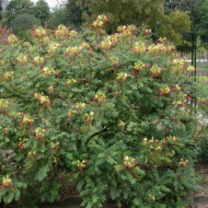 Caesalpina gilliesii