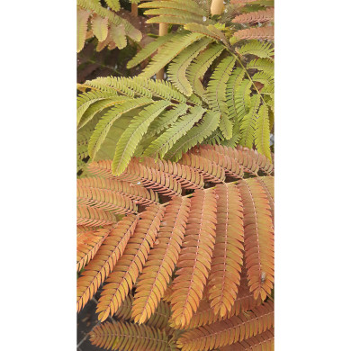 Albizia Julibrissin Evi'S Pride