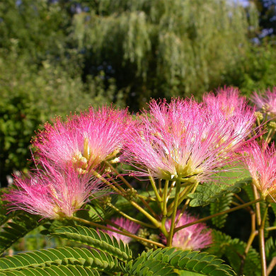 Albizia Julibrissin Tropical Dream® Pos 1