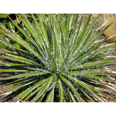 Agave multifilifera