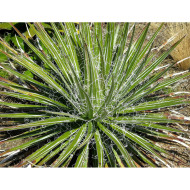 Agave multifilifera