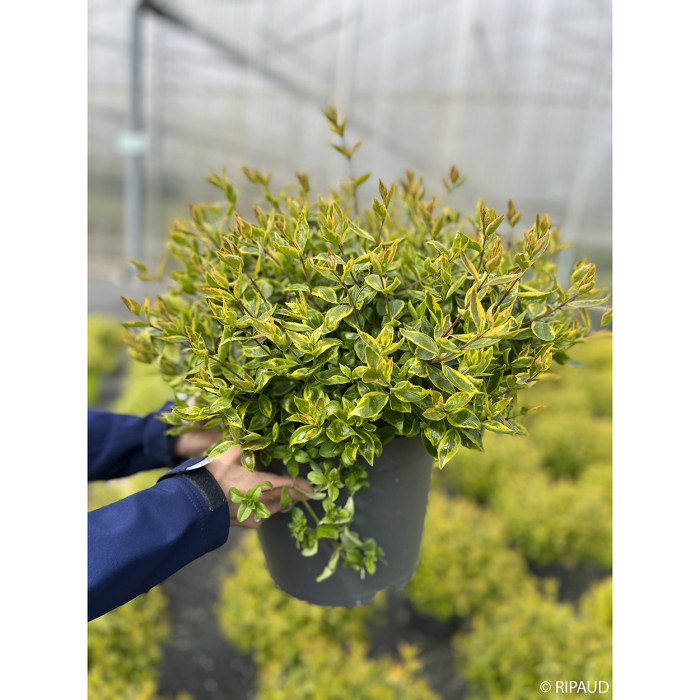Abelia x grandiflora 'Sunshine Daydream' abelops