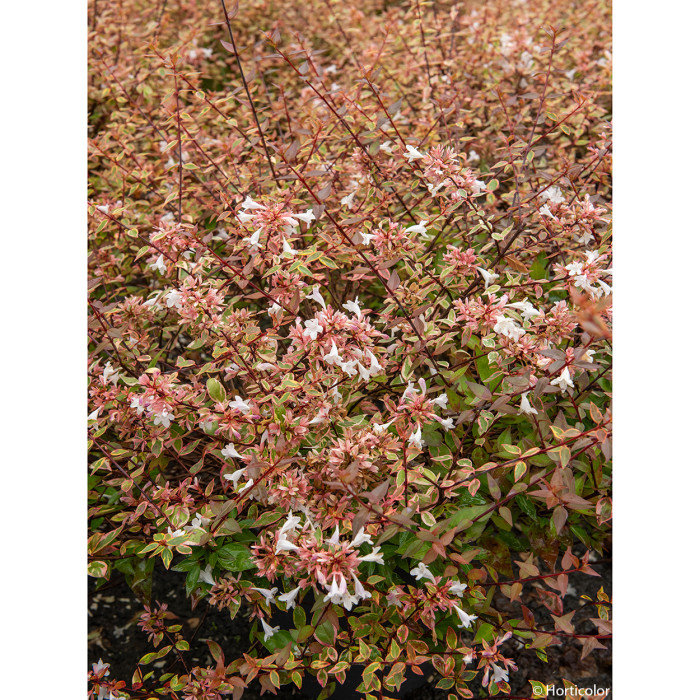 Abelia x grandiflora 'Sunshine Daydream' abelops