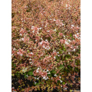 Abelia x grandiflora 'Sunshine Daydream' abelops