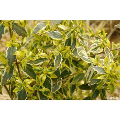 Abelia x grandiflora 'Sunshine Daydream' abelops