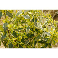 Abelia x grandiflora 'Sunshine Daydream' abelops