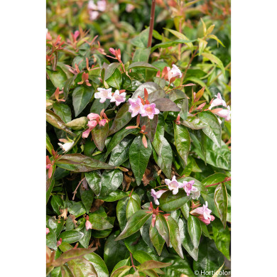 Abelia 'Edward Goucher'