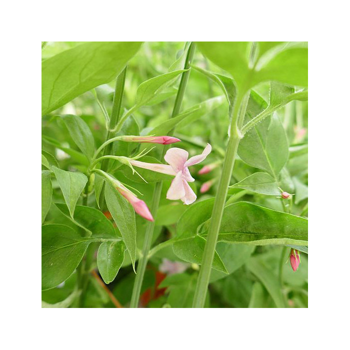 Jasminum x stephanense