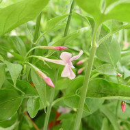 Jasminum x stephanense