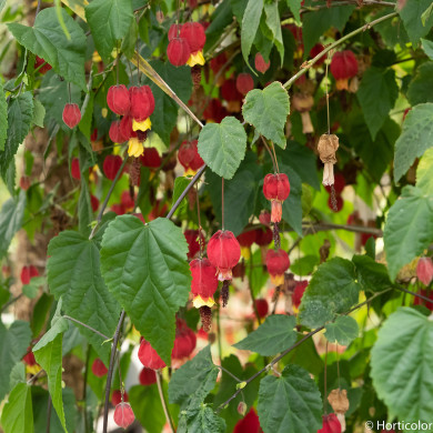 Abutilon megapotamicum
