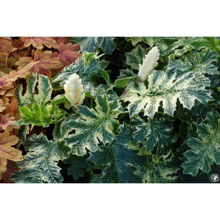 Acanthus 'Whitewater'