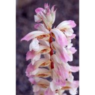 Acanthus 'Whitewater'