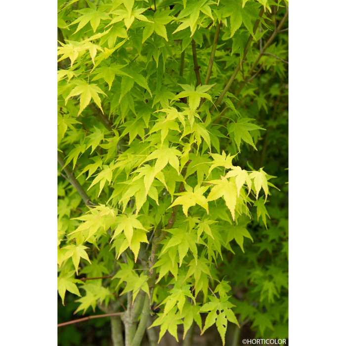 Acer palmatum 'Aureum'