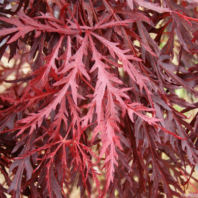Acer palmatum Crimson Queen