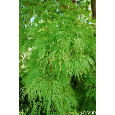 Acer palmatum Dissectum