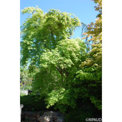 Acer palmatum Dissectum