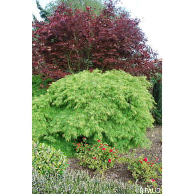 Acer palmatum Dissectum