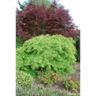 Acer palmatum Dissectum