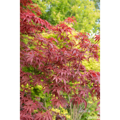 Acer palmatum Skeeter'S Broom
