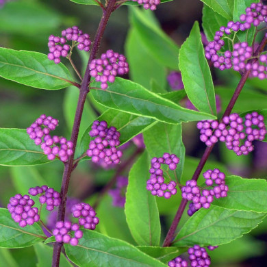 Callicarpa dichotoma 'Issai'
