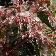 Acer X conspicuum Red Flamingo