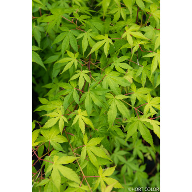 Acer palmatum Katsura