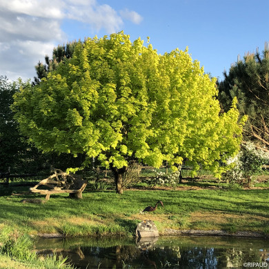 Acer platanoides 'Princeton Gold' prigo