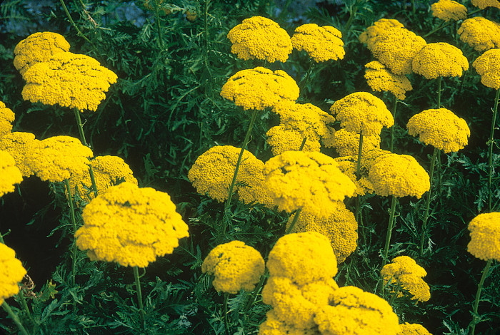 Achillea filipendulina 'Cloth of Gold'