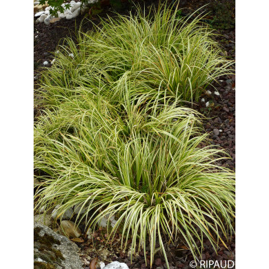 Acorus gramineus 'Ogon'