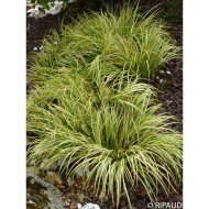 Acorus gramineus 'Ogon'