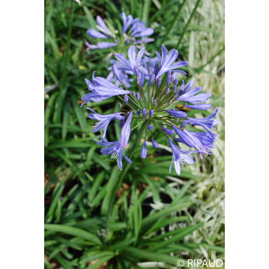 Agapanthus 'Peter Pan'