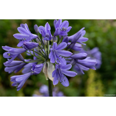 Agapanthus 'Andbin' EVERPANTHUS EVER SAPPHIRE