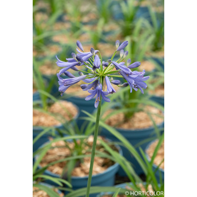 Agapanthus 'Andbin' EVERPANTHUS EVER SAPPHIRE